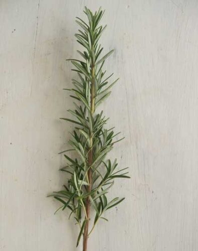 Propagating Your Garden